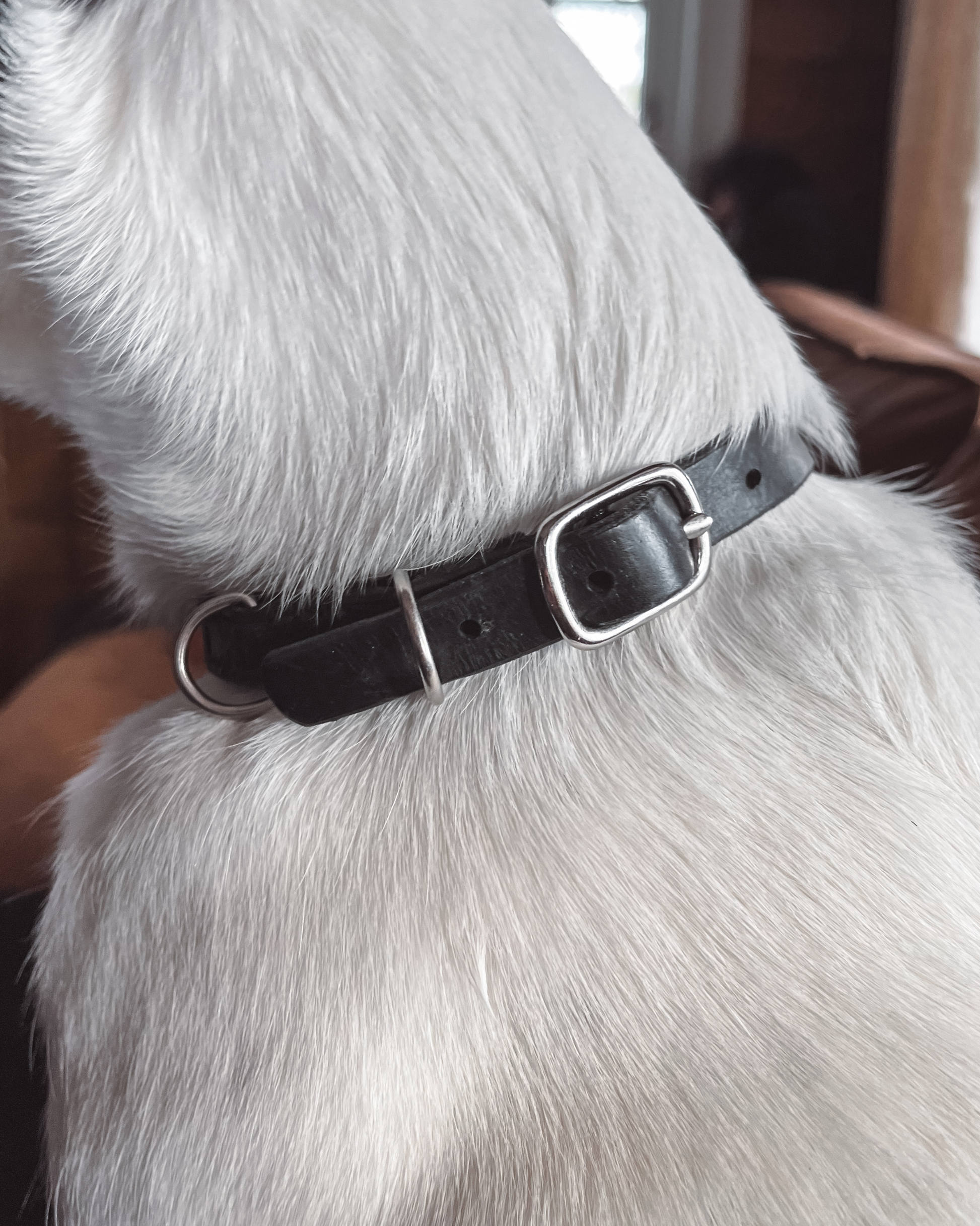 Håndlaget halsbånd i lær til hund med navn