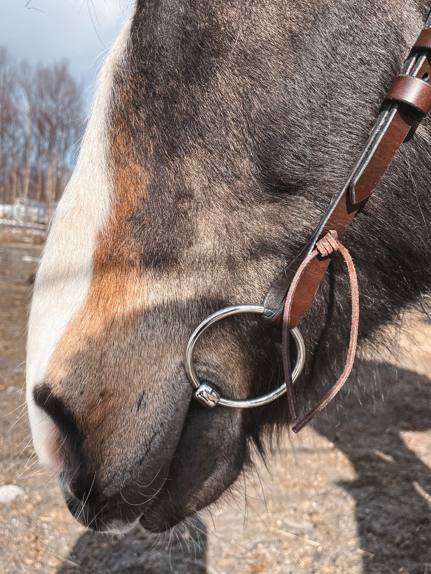 Hodelag | Hest